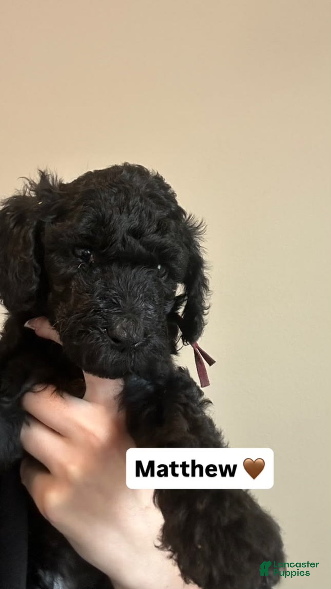 Standard Poodle dogs for sale: Matthew - Image 1