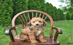 Mini Goldendoodle dogs for sale: Macy - Image 5