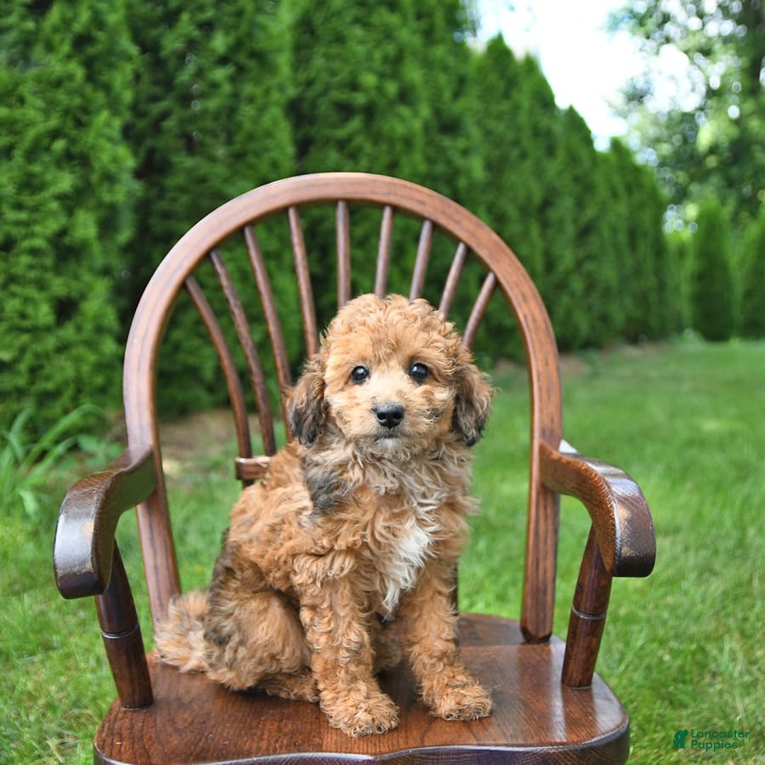 Mini Goldendoodle dogs for sale: Macy - Image 5