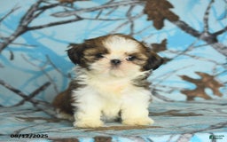 Shih Tzu dogs for sale: Sophie - Image 2