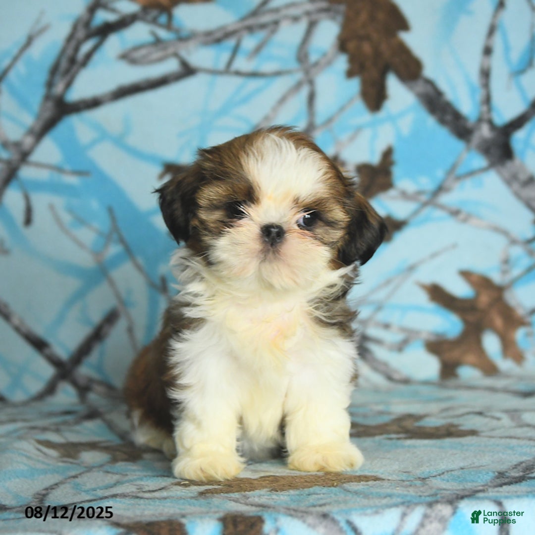 Shih Tzu dogs for sale: Sophie - Image 2