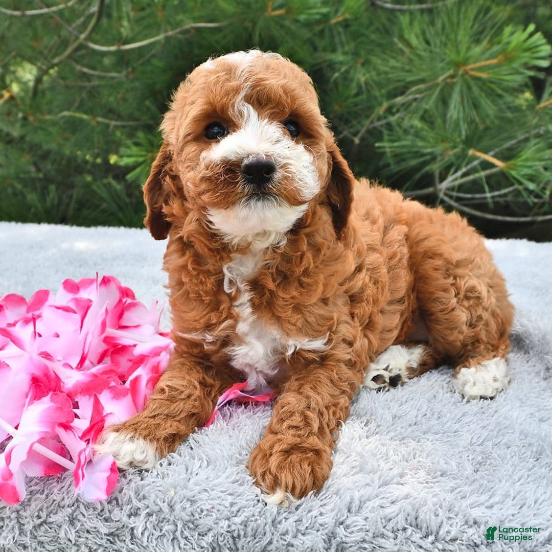 Mini Goldendoodle dogs for sale: Emma - Image 13