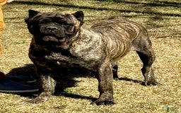 Cane Corso dogs for sale: Georgia - Image 45