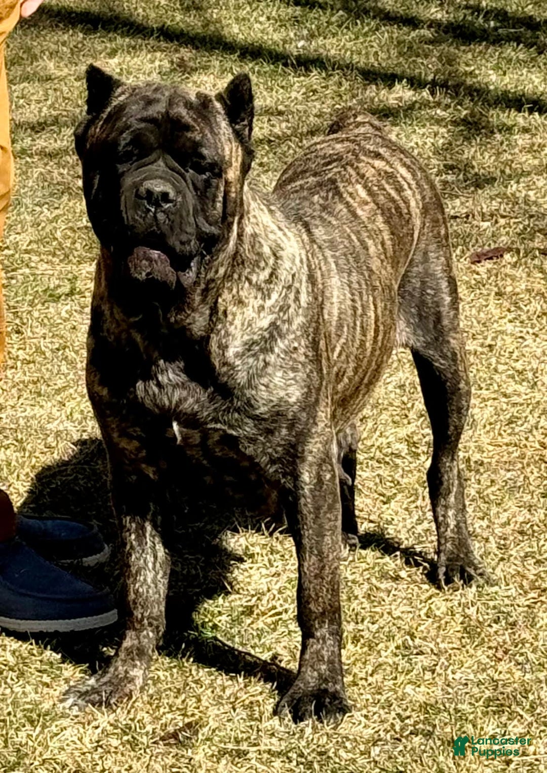 Cane Corso dogs for sale: Georgia - Image 45