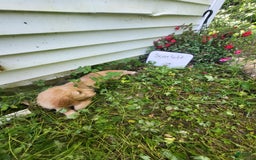 Goldendoodle dogs for sale: Scarlet - Image 3