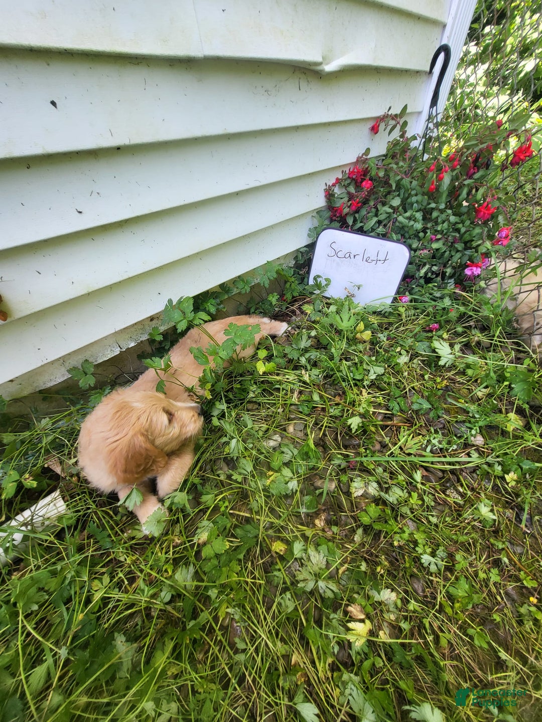 Goldendoodle dogs for sale: Scarlet - Image 3