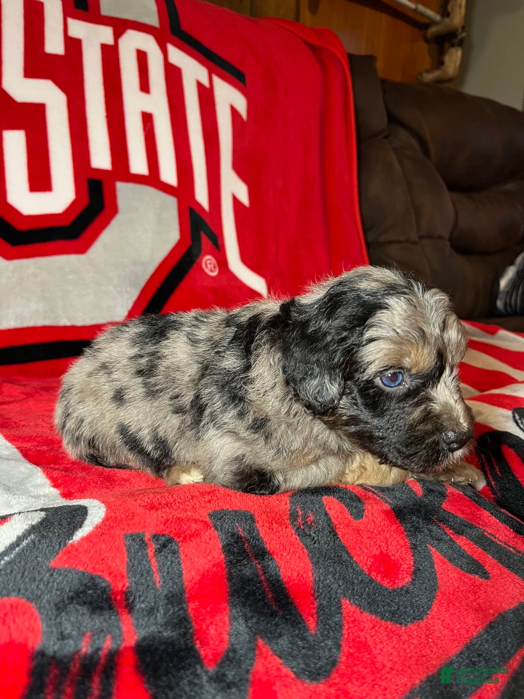 Mini Aussiedoodle dogs for sale: Canary - Image 12