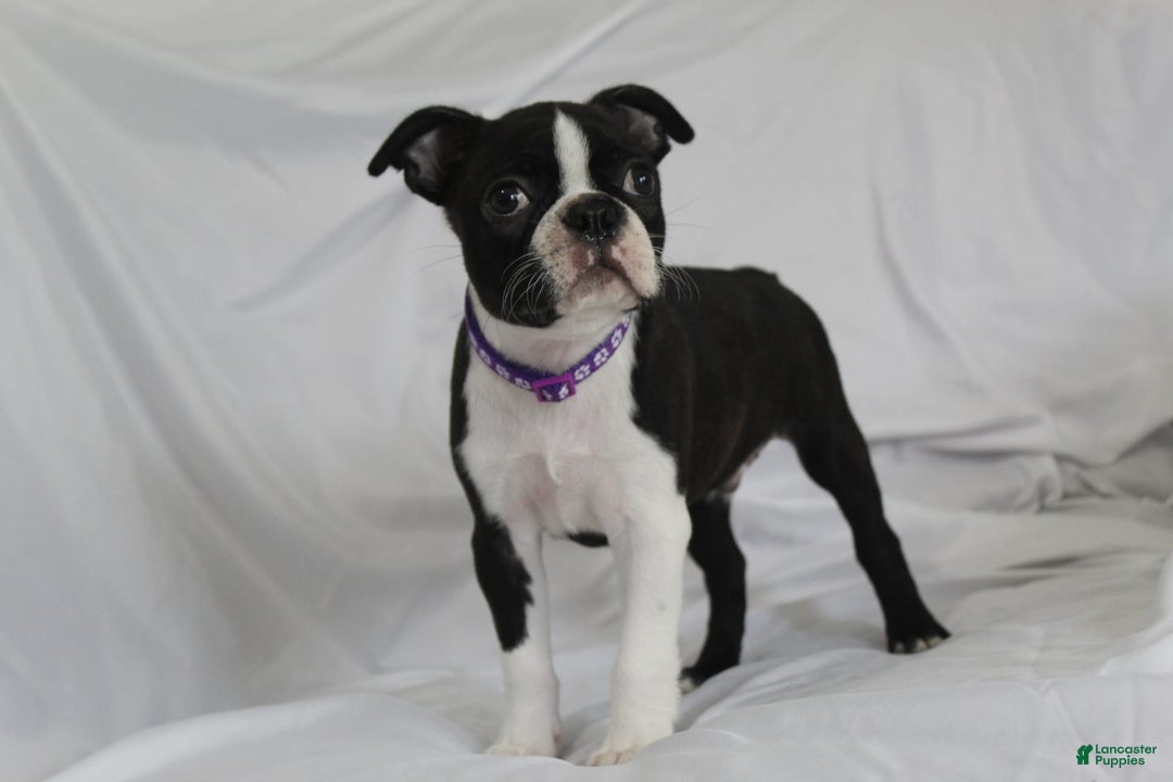 Boston Terrier dogs for sale: Knoxx - Image 3