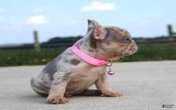 French Bulldog dogs for sale: Anya - Image 4