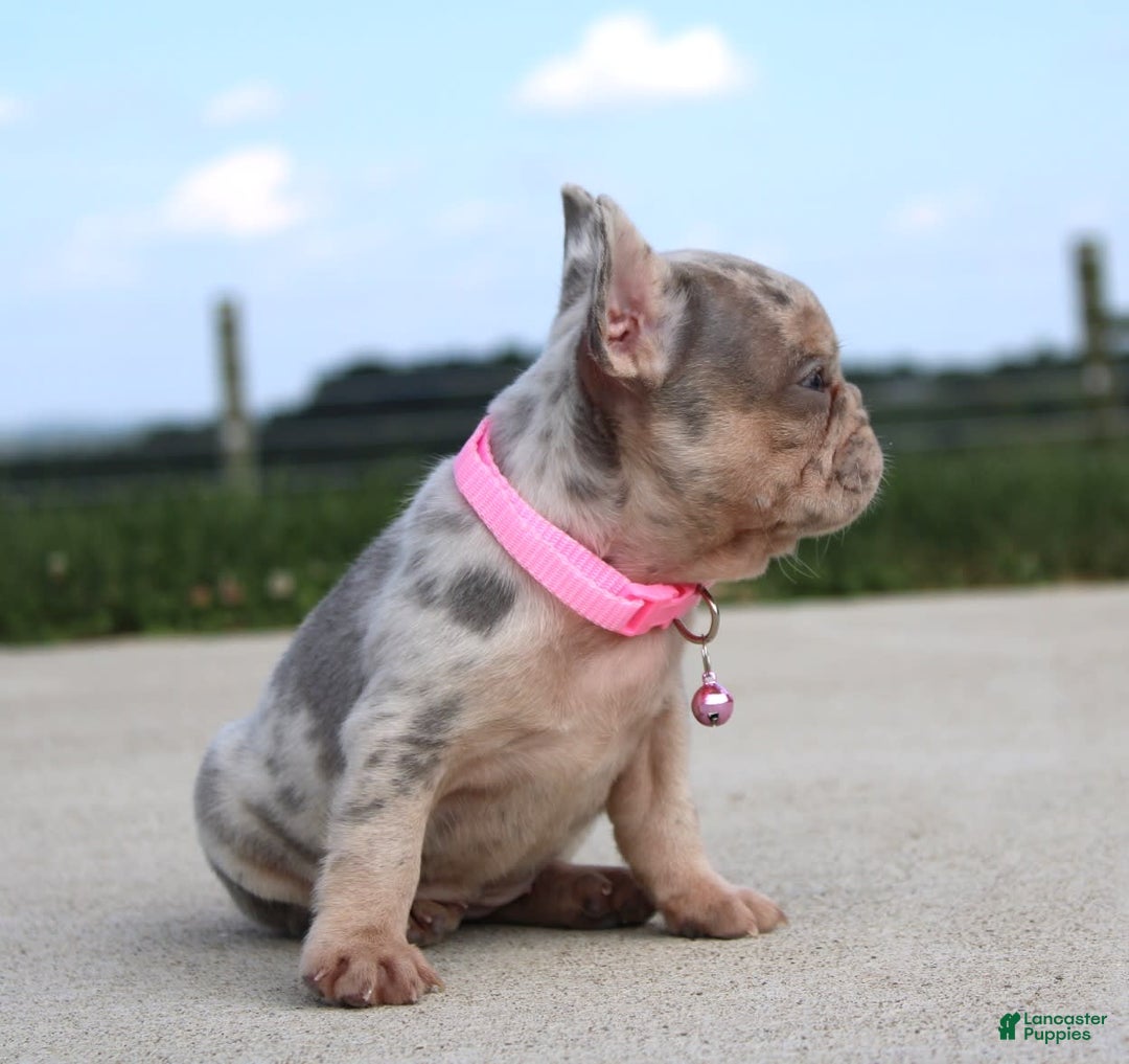 French Bulldog dogs for sale: Anya - Image 4