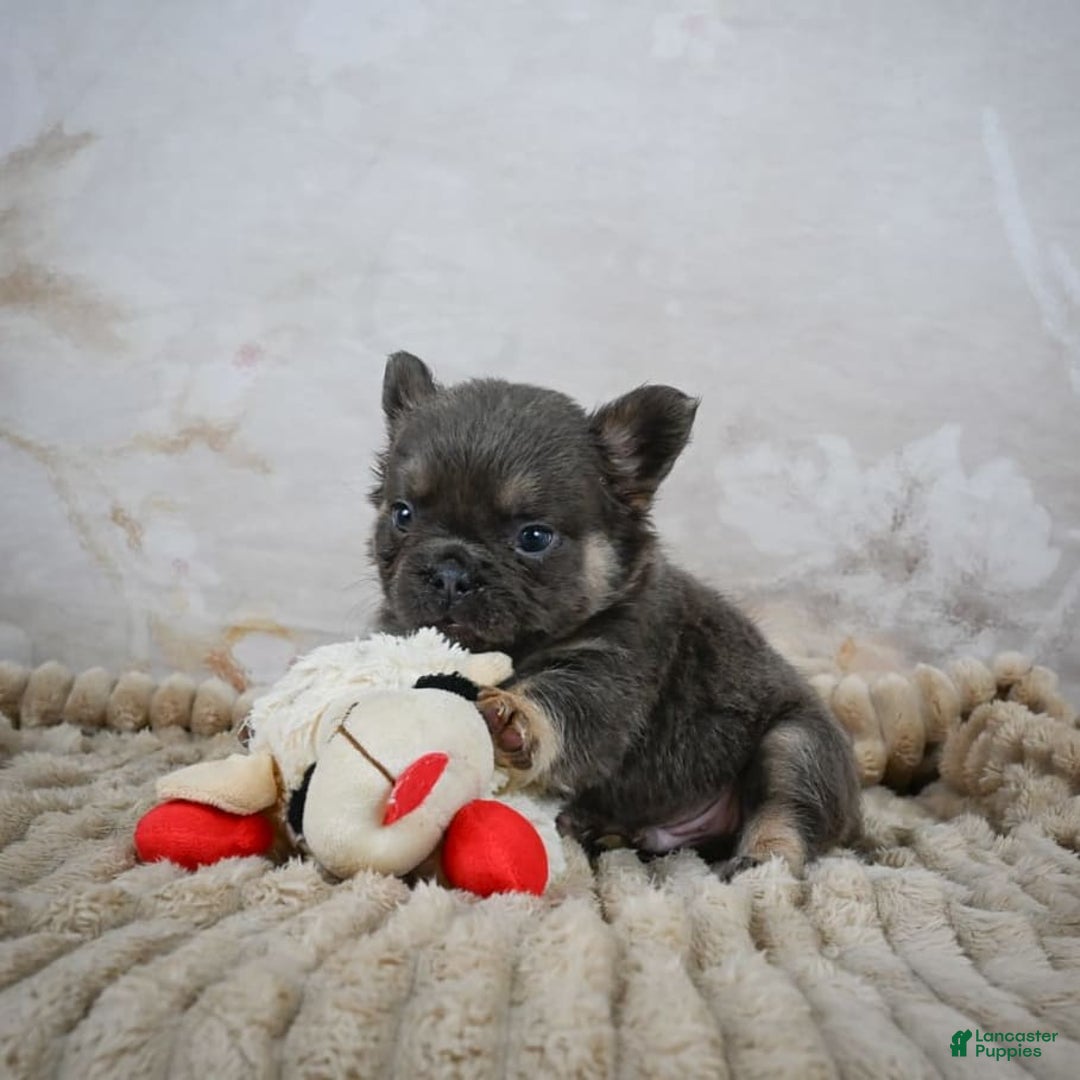 French Bulldog dogs for sale: Roscoe - Image 3