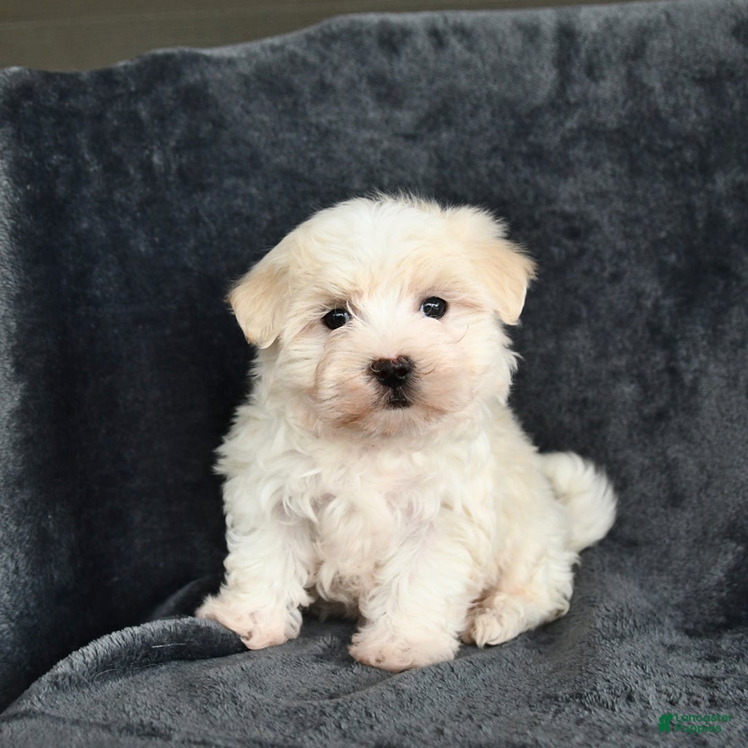 Maltese dogs for sale: Lucky - Image 3