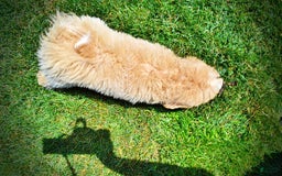 Havapoo dogs for sale: Wags - Image 16