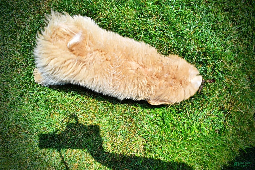 Havapoo dogs for sale: Wags - Image 16
