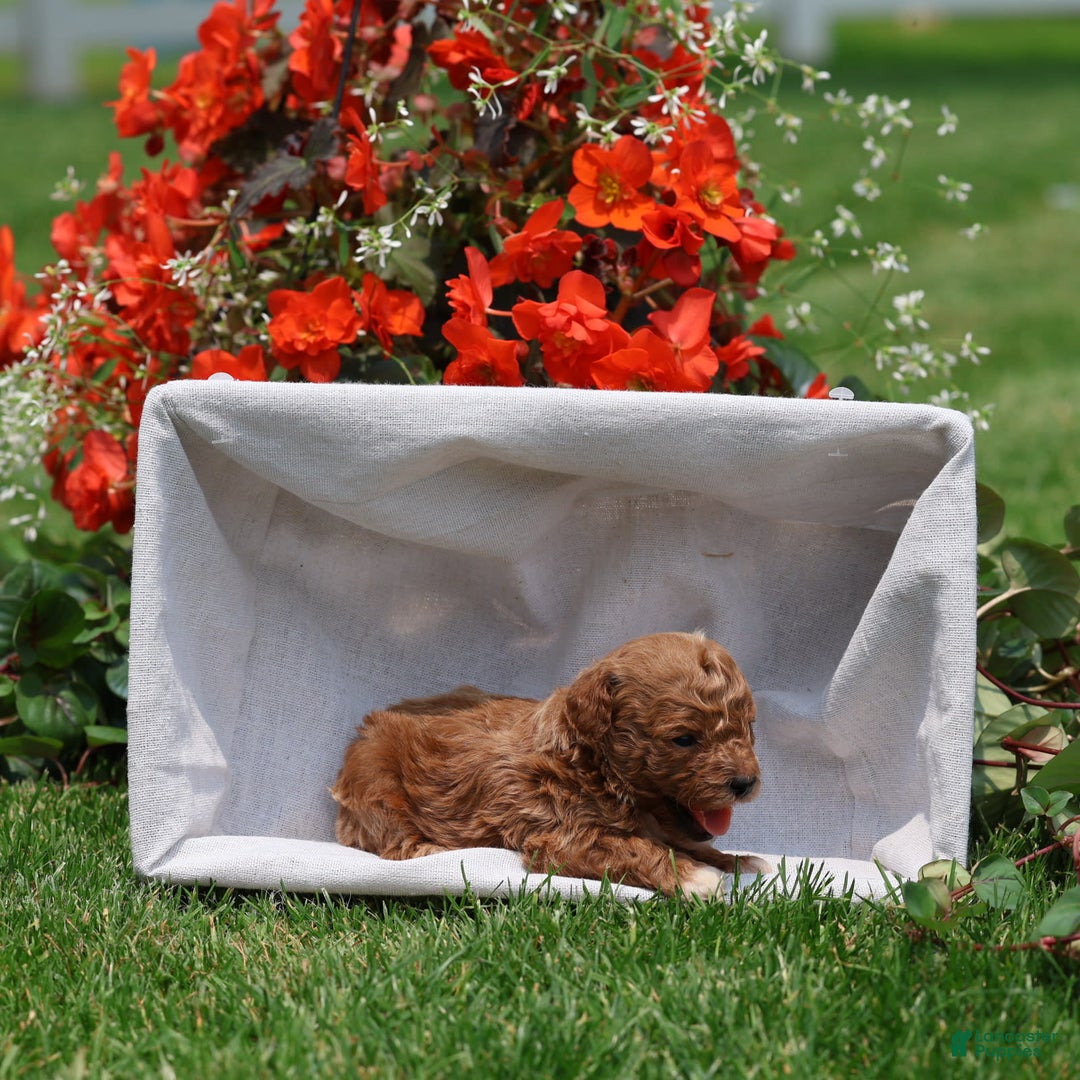 Toy Poodle dogs for sale: Ellie - Image 1