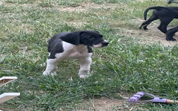 Great Dane dogs for sale: Blue Boy - Image 4
