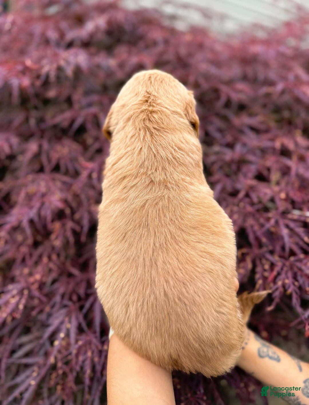 Golden Retriever dogs for sale: Spruce - Image 12