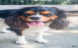 Cavalier King Charles Spaniel dogs for stud: Tucker Stud Muffin - Image 1