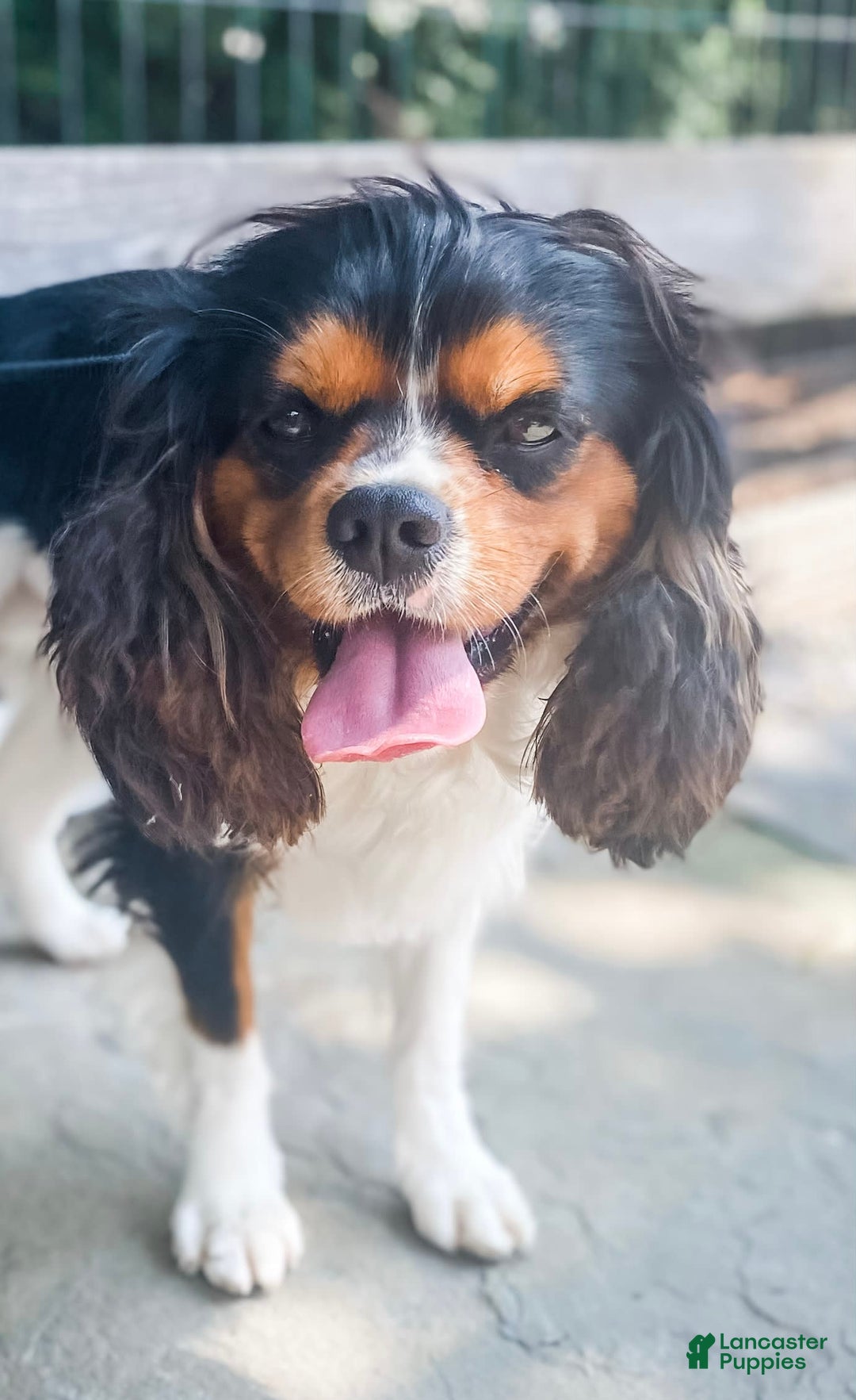 Cavalier King Charles Spaniel dogs for stud: Tucker Stud Muffin - Image 1