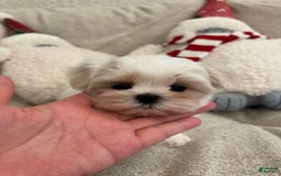 Maltipoo dogs for sale: Cherry - Image 1