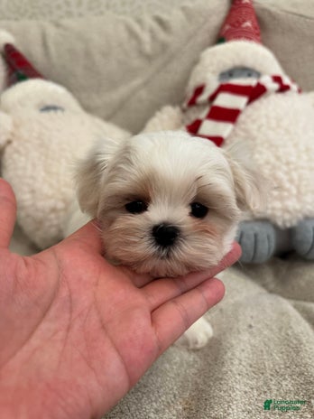 Maltipoo dogs for sale - Ad 4