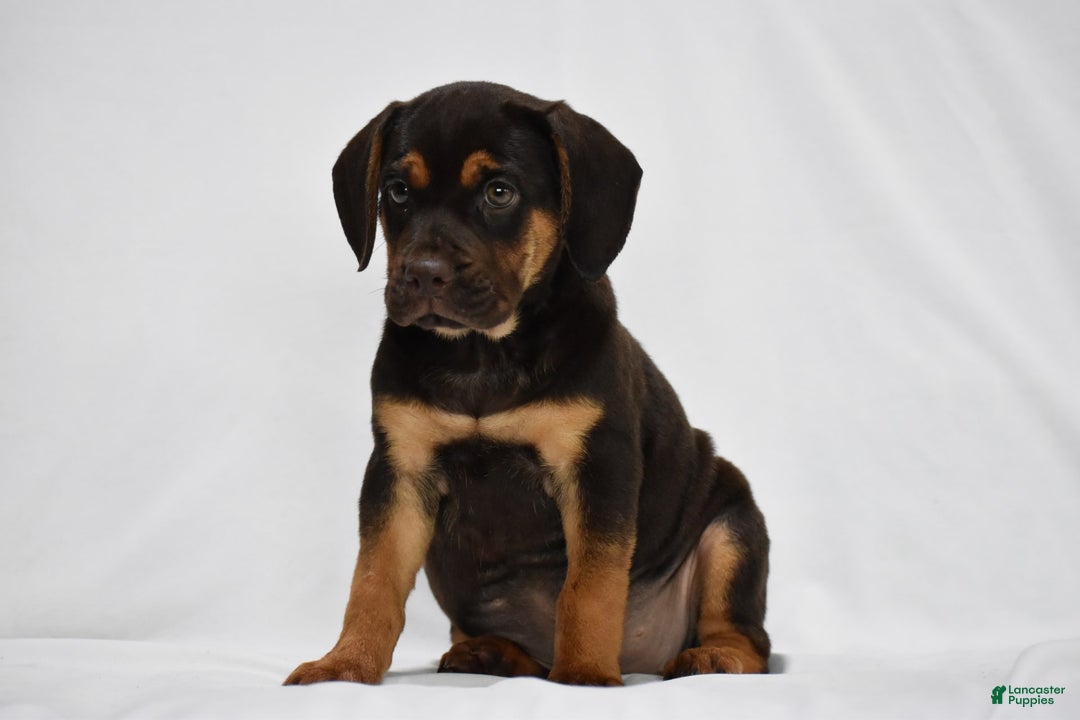 Beabull dogs for sale: Indie - Image 9
