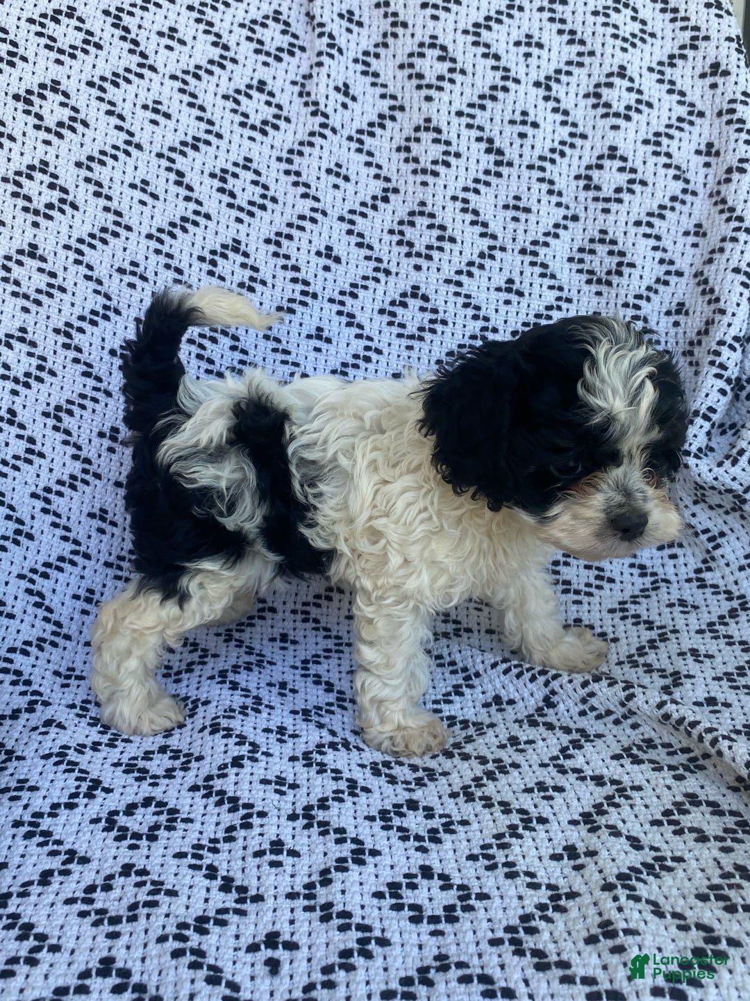 Cockapoo dogs for sale: Stella - Image 5