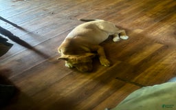 American Pit Bull Terrier dogs for sale: Ginger - Image 5