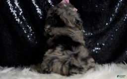 Miniature Poodle dogs for sale: Janet - Image 6