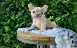 French Bulldog dogs for sale: Bruno - Image 1