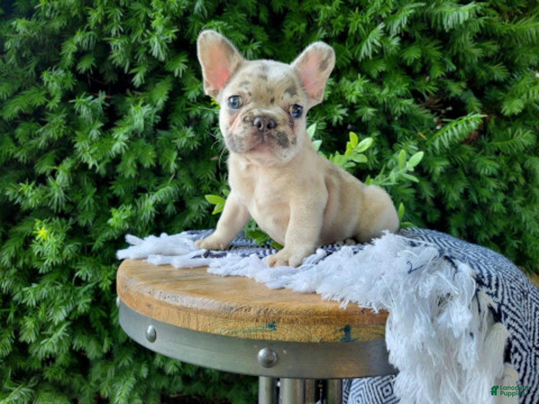 French Bulldog dogs for sale: Bruno - Image 1