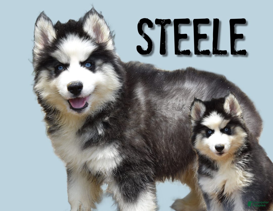 Siberian Husky dogs for sale: Steele - Image 1