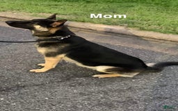 German Shepherd dogs for sale: Brave - Image 5