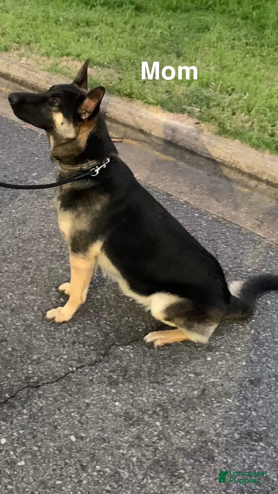 German Shepherd dogs for sale: Brave - Image 5