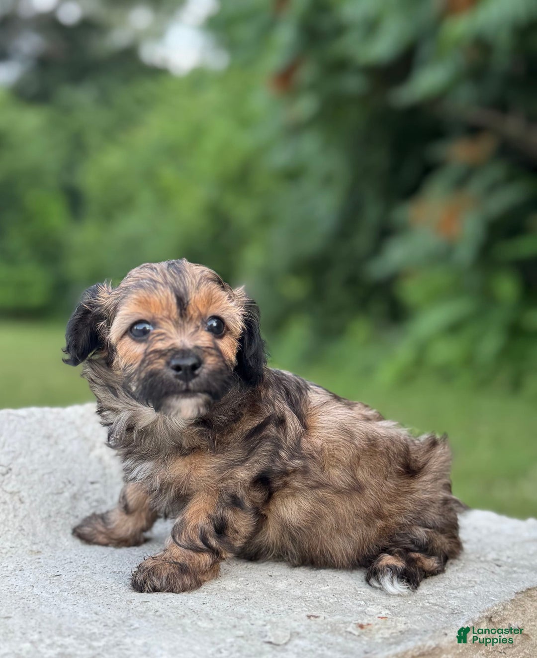 Yorkiepoo dogs for sale: Benny - Image 2