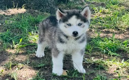 Siberian Husky dogs for sale: Juno - Image 9