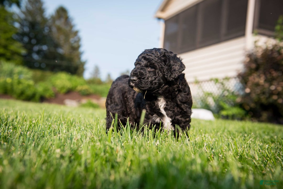 Goldendoodle dogs for sale: Jeneva - Image 6
