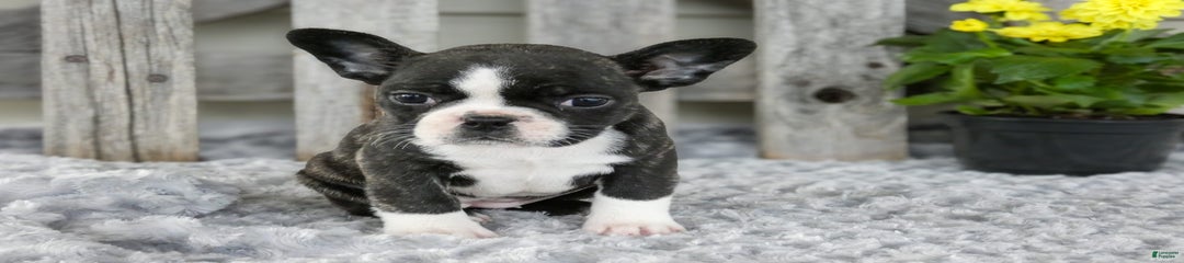 Stella