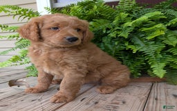 Goldendoodle dogs for sale: Reed - Image 33