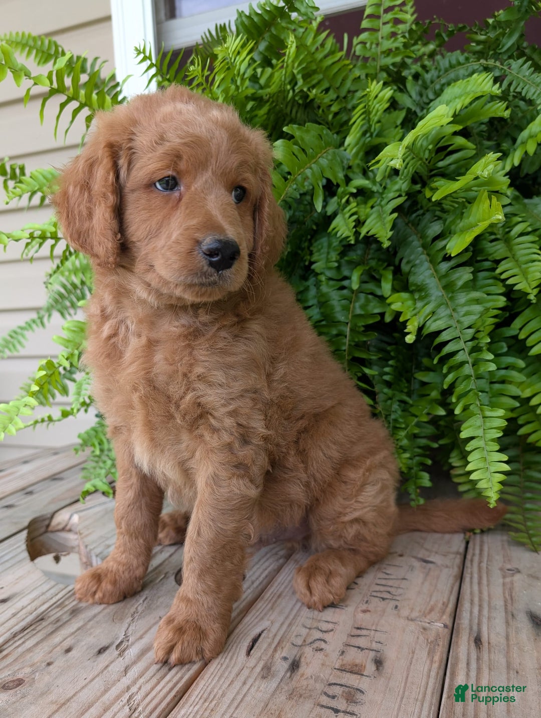 Goldendoodle dogs for sale: Reed - Image 33