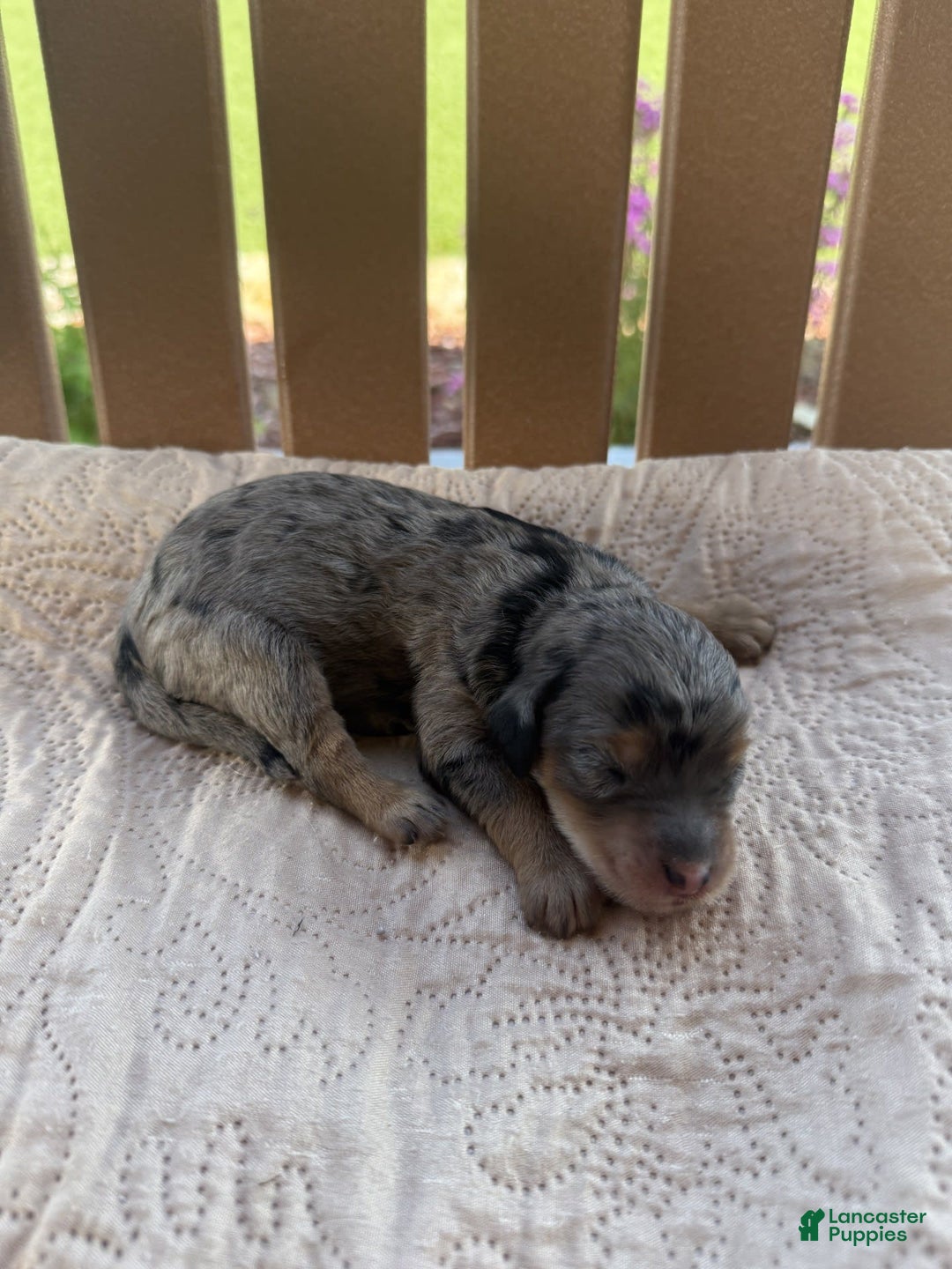 Bernedoodle dogs for sale: 8 - Image 1