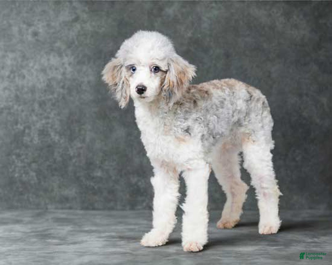 Mini Bernedoodle dogs for sale: Laker - Image 12