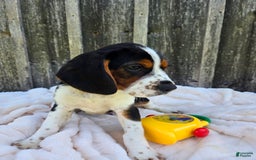 Beaglier dogs for sale: Oscar - Image 5