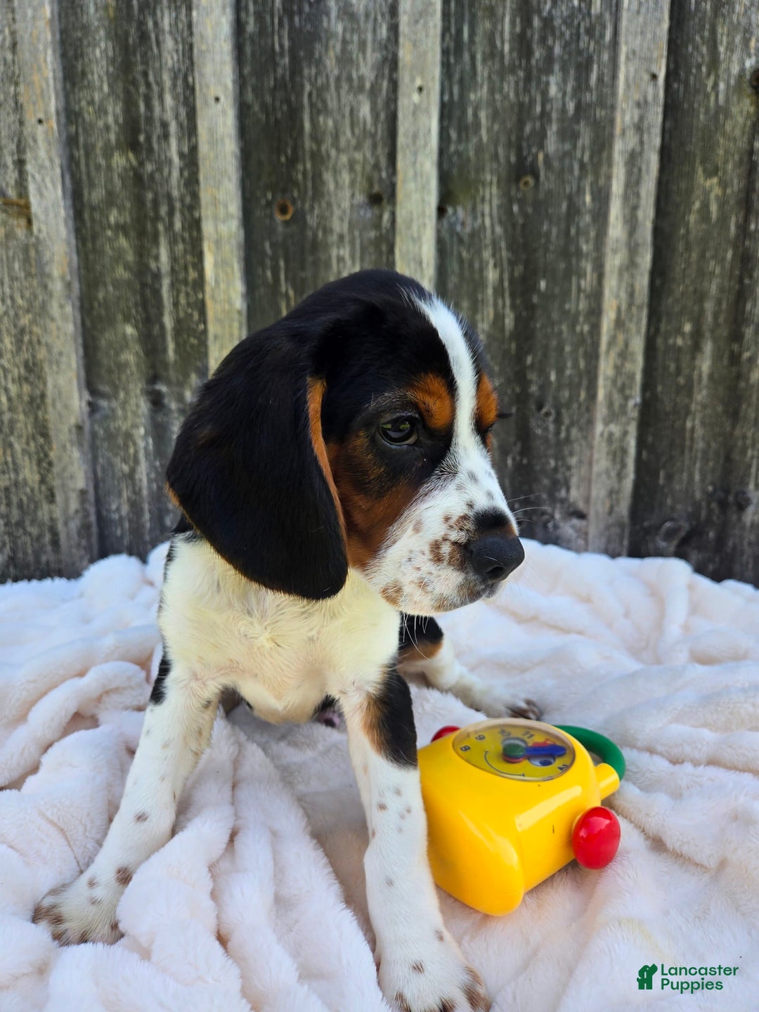 Beaglier dogs for sale: Oscar - Image 5