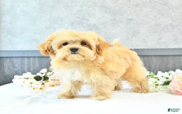 Maltipoo dogs for sale: Bella Extra Small - Image 15