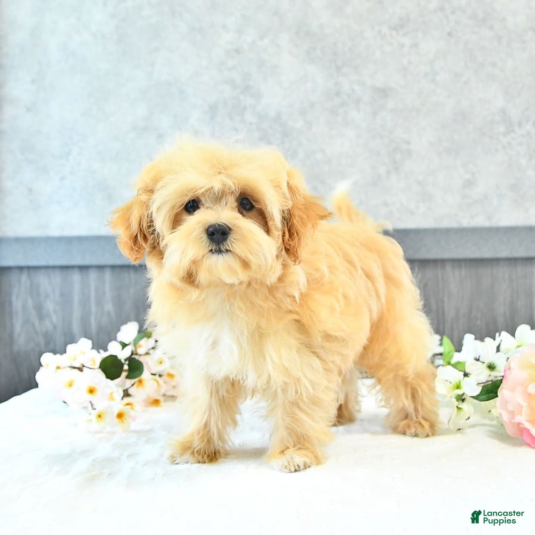 Maltipoo dogs for sale: Bella Extra Small - Image 15