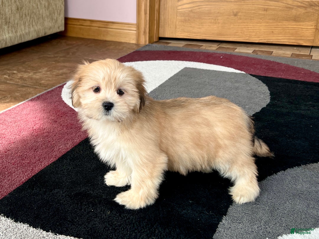 Lhasa Apso dogs for sale: Abby - Image 1
