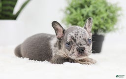 French Bulldog dogs for sale: Ralph - Image 2