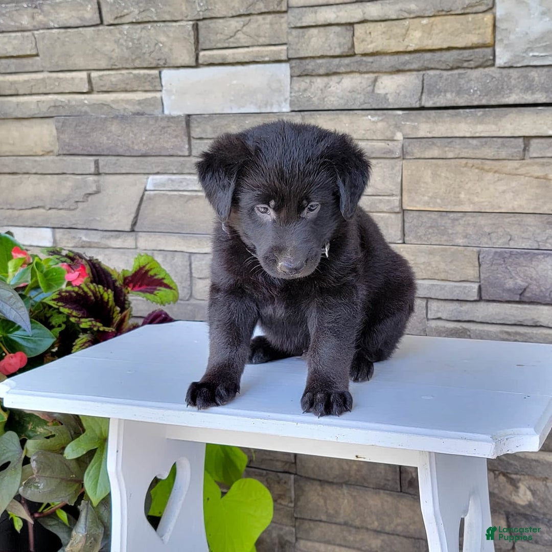 Labrador Retriever dogs for sale: Boyde - Image 2