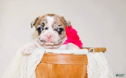 French Bulldog dogs for sale: Athena Akc - Image 32